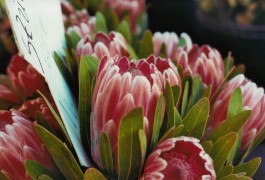 shumbadesign by Antonia Weishaupt