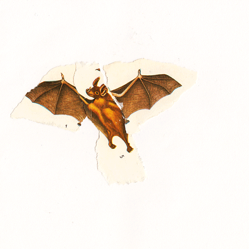 shumbadesign by Antonia Weishaupt