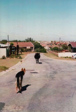 shumbadesign by Antonia Weishaupt