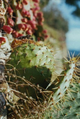 shumbadesign by Antonia Weishaupt