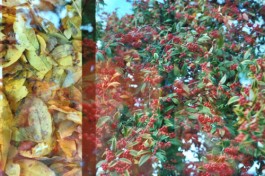 shumbadesign by Antonia Weishaupt