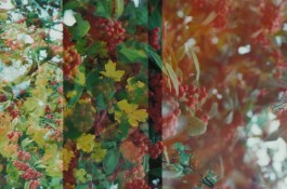 shumbadesign by Antonia Weishaupt