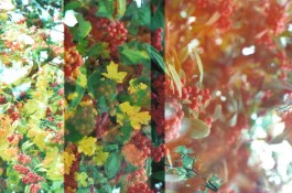 shumbadesign by Antonia Weishaupt