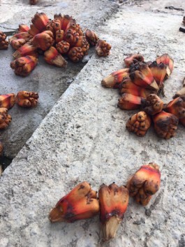 shumbadesign by Antonia Weishaupt