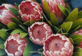 shumbadesign by Antonia Weishaupt