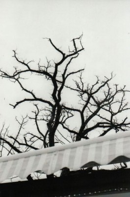 shumbadesign by Antonia Weishaupt