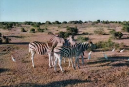 shumbadesign by Antonia Weishaupt