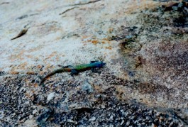 shumbadesign by Antonia Weishaupt