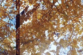 shumbadesign by Antonia Weishaupt