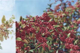 shumbadesign by Antonia Weishaupt